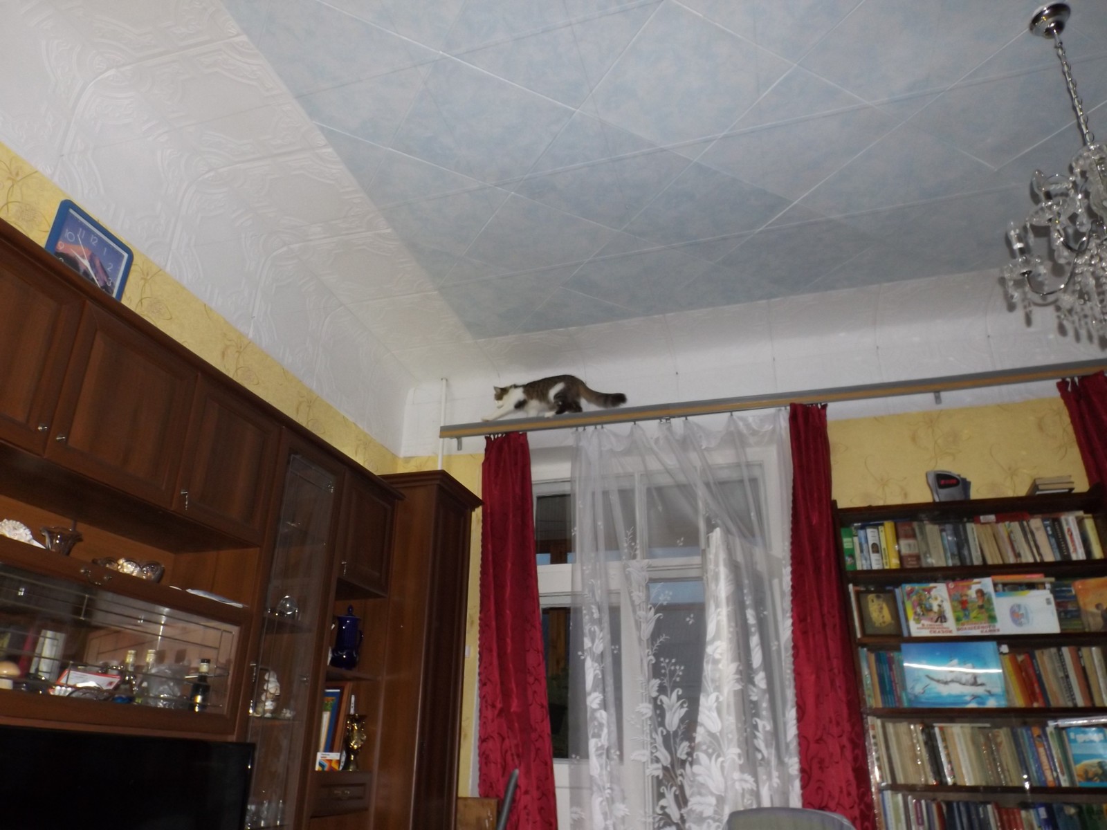 Muska conquers new heights. - My, Musya, cat, Text, The photo, Longpost