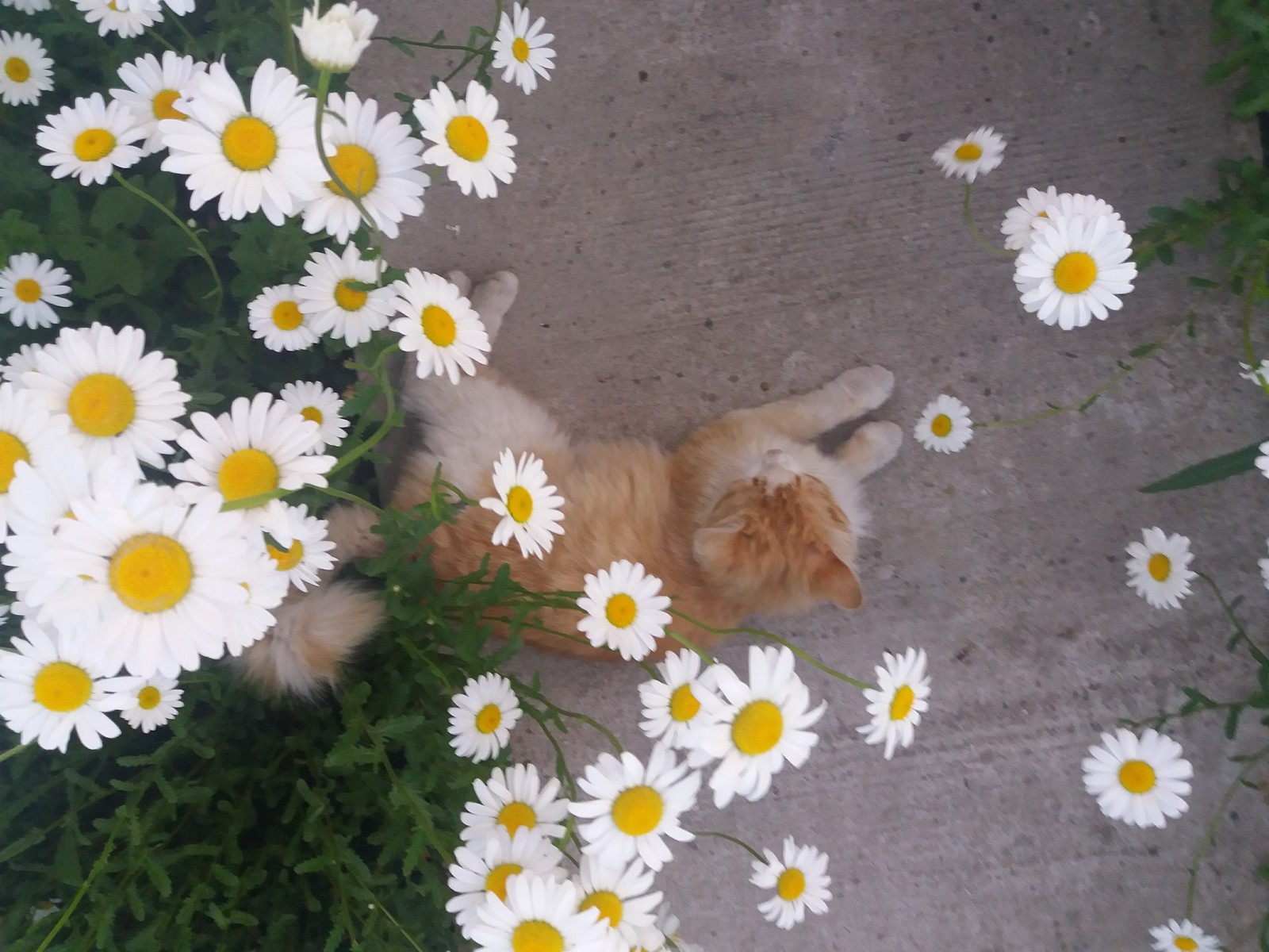 cat spring - My, Chamomile, cat, , Spring, Longpost, Redheads