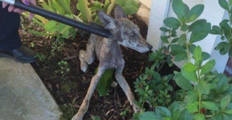 People rescued a very sick dog, but later realized that it was not a dog at all! - Animals, Kindness, People, The rescue, Dog, Coyote