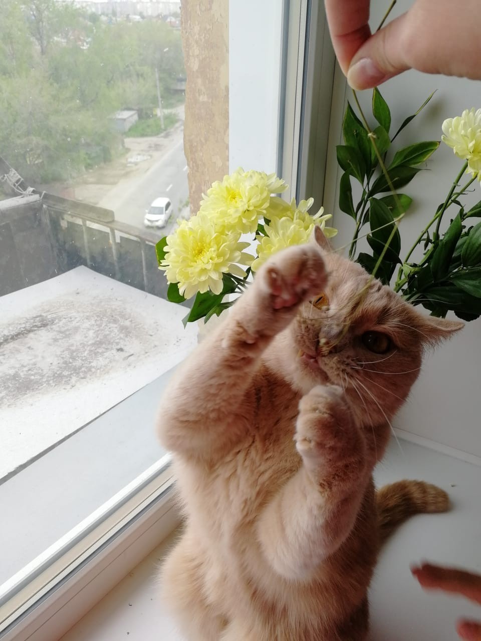 cat satan - My, cat, Flowers, Longpost