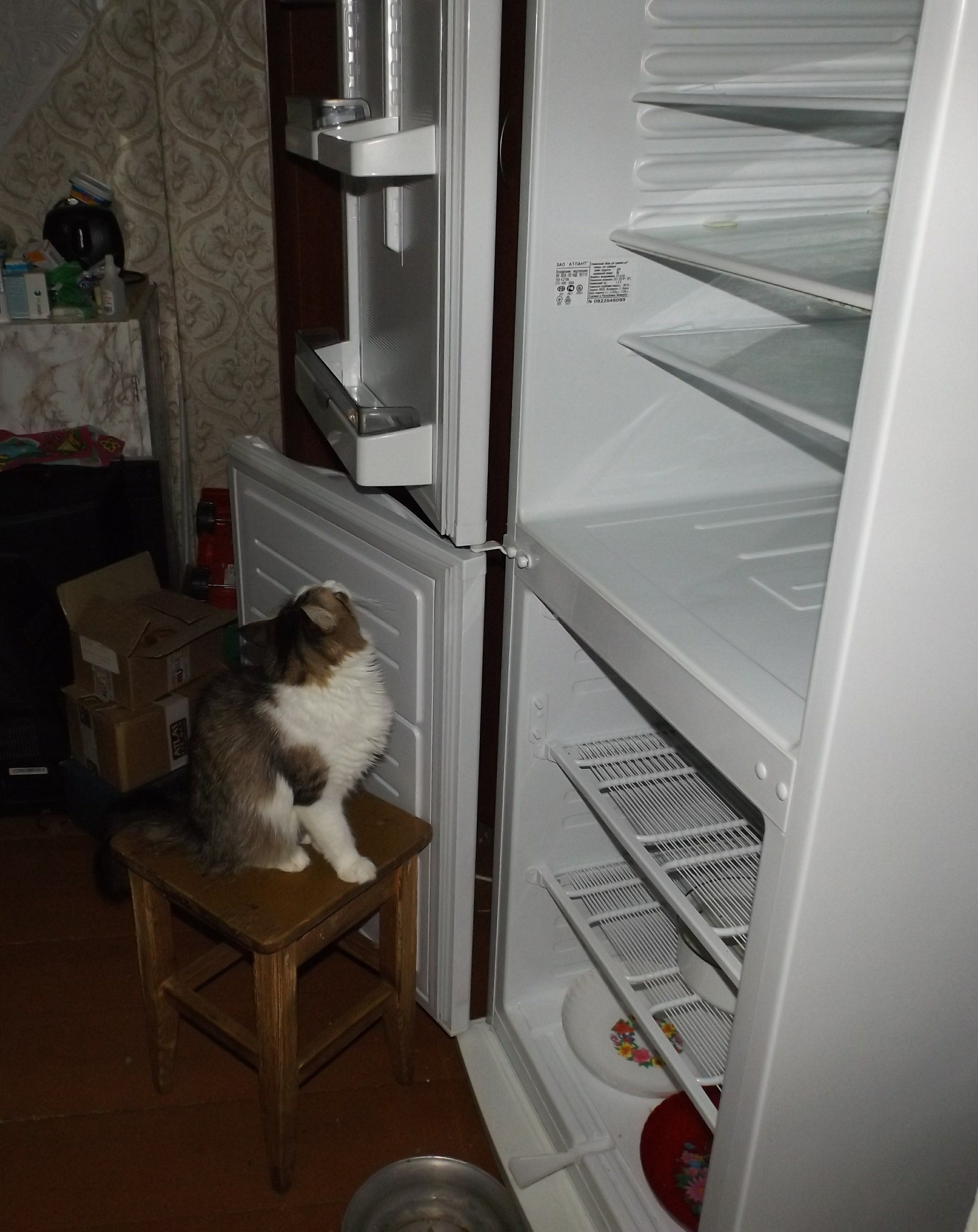 The food is missing, an investigation is required. - My, Musya, cat, The photo, Text, Longpost