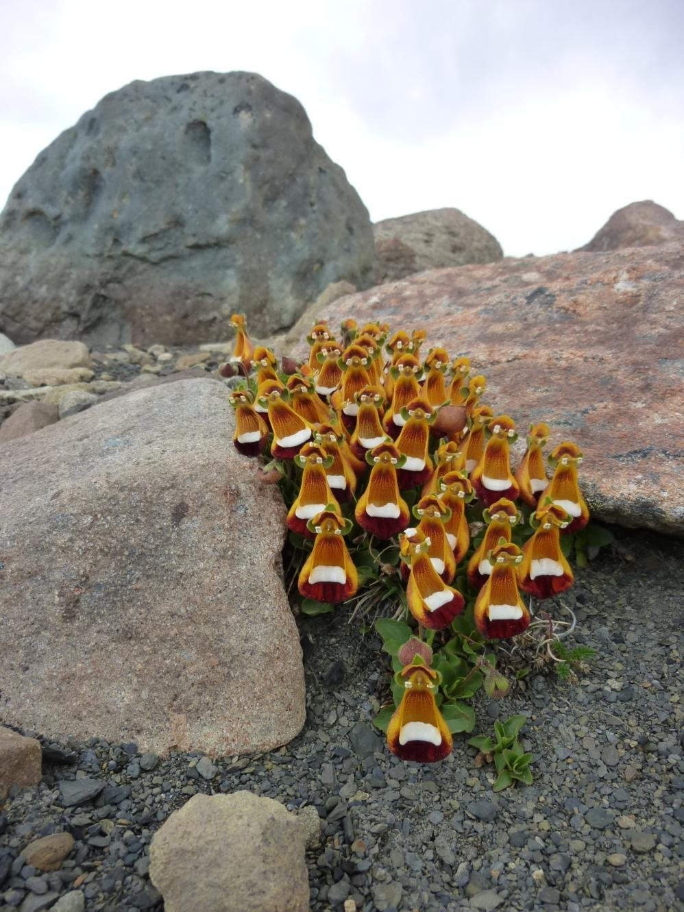 These flowers look like a group of tiny 3D chicks wearing glasses. - Reddit, Humor, The photo, Flowers, 