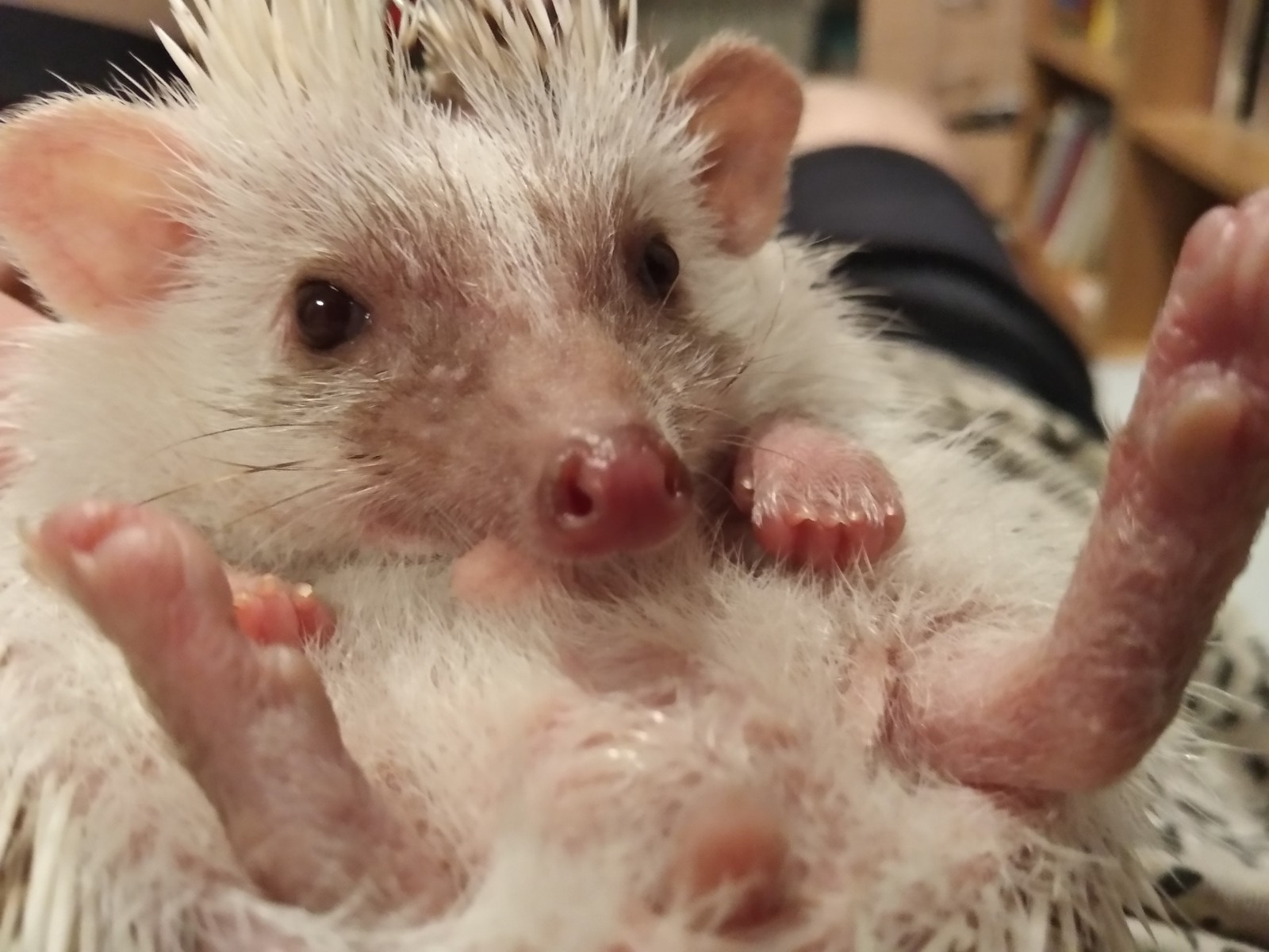 Just Hedgehog - My, African pygmy hedgehog, Pets, Longpost, The photo