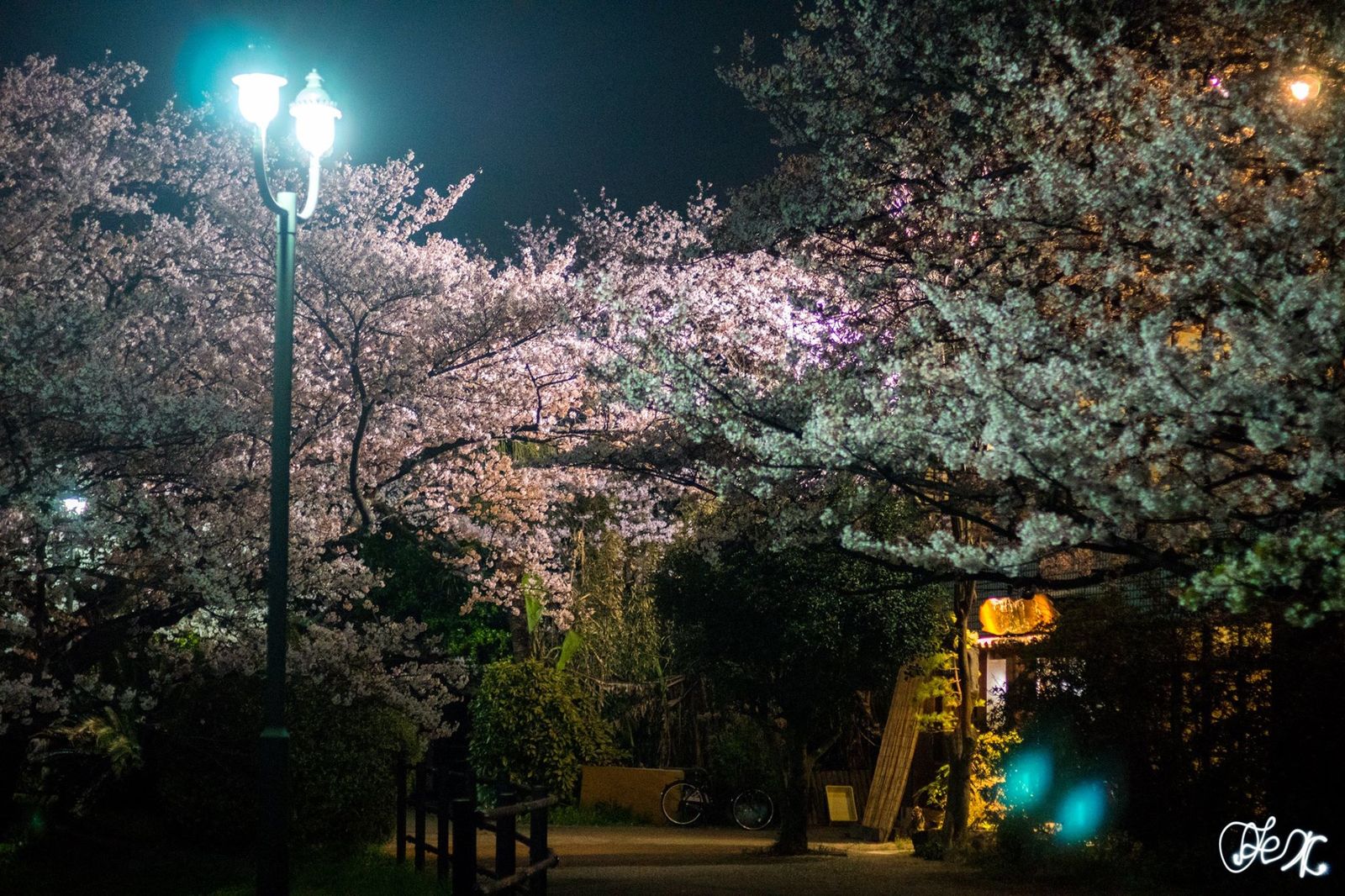 Где посмотреть сакуру в Фукуоке. Nishi Park - Моё, Япония, Фукуока, Сакура, Ханами, Путеводитель, Путешествия, Фотография, Длиннопост