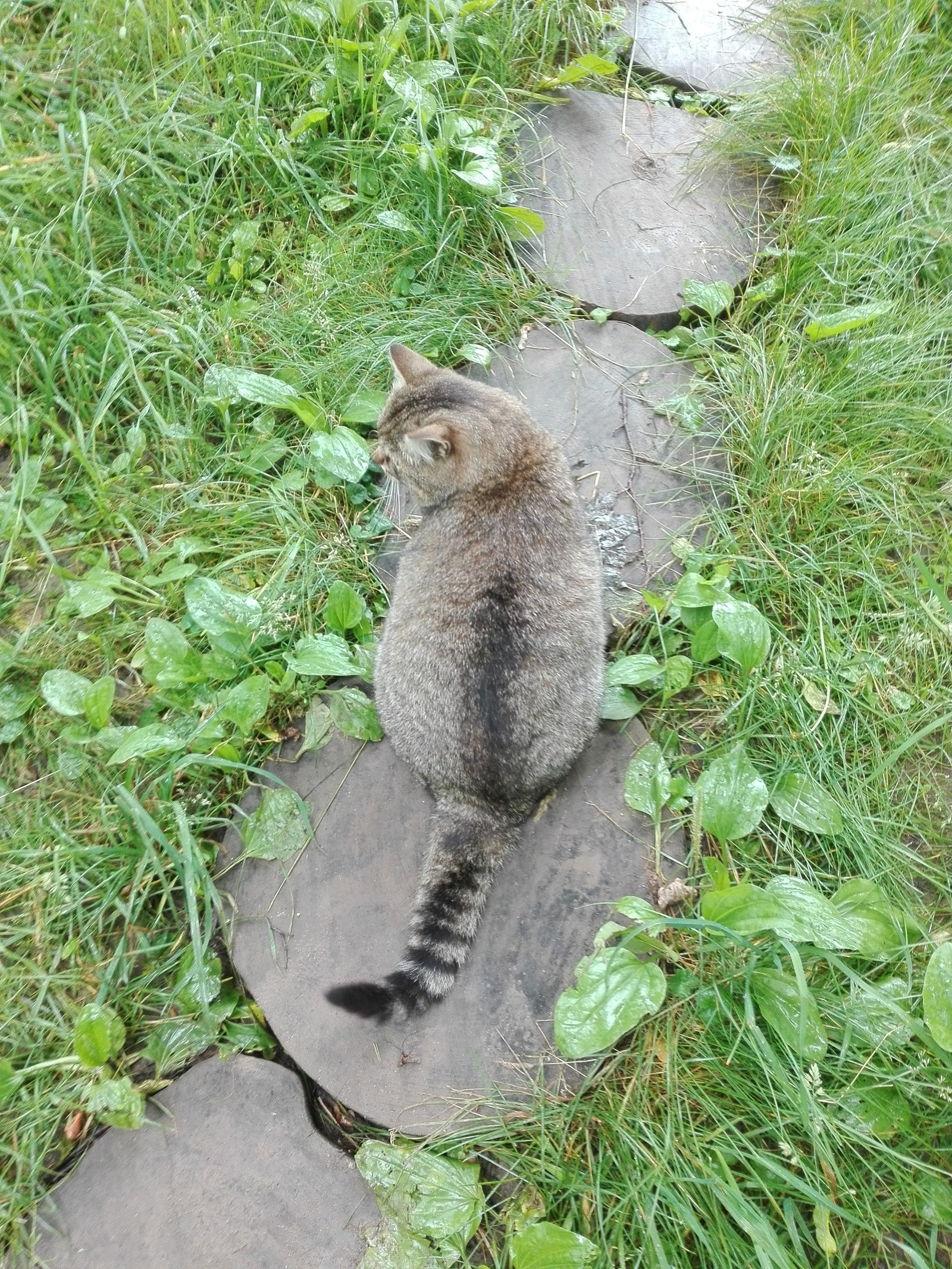 Leo Tolstoy is visiting. - My, Catomafia, Tula, cat, Longpost, Yasnaya Polyana