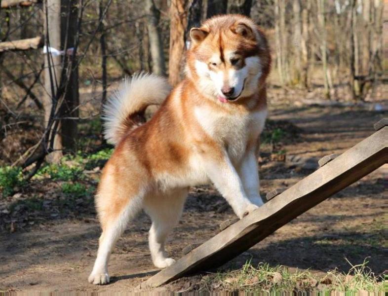 About breeds of dogs. - Dog, Dog sled, Alaskan Malamute, , Dog breeds, Longpost, 