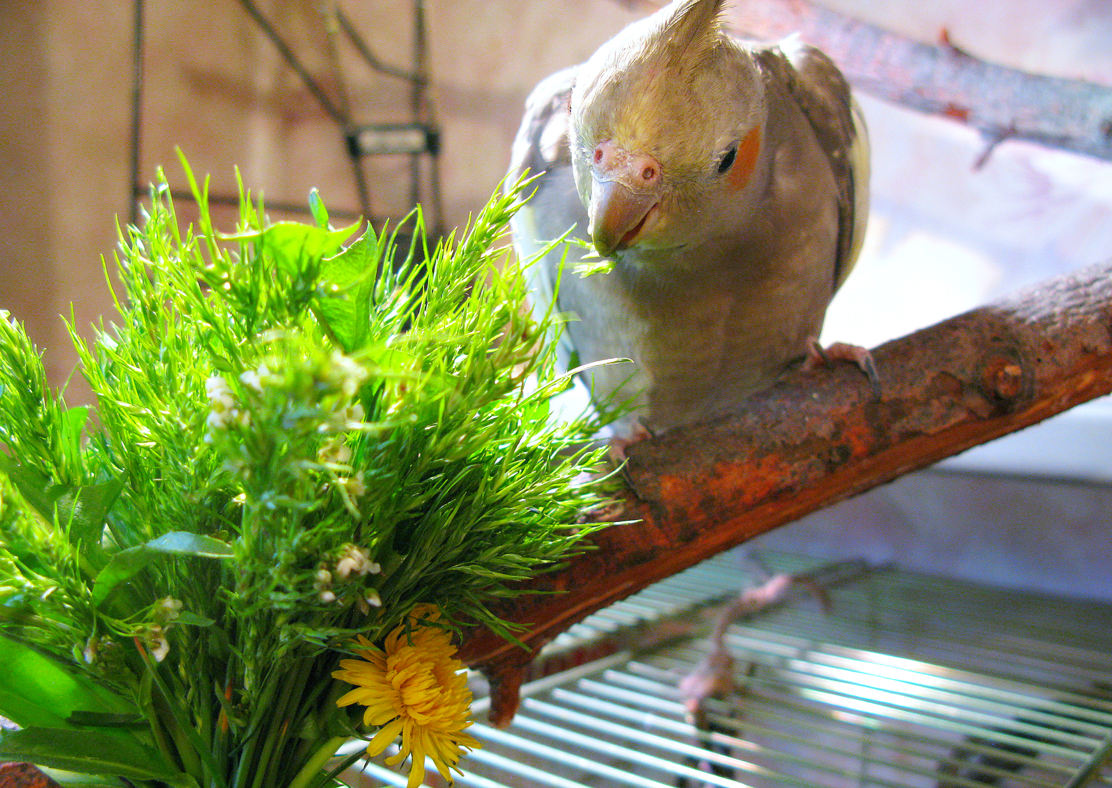 The season of greenery for birds continues. - My, Birds, A parrot, Corella, , Sparrow, Longpost, Greenery, Nutrition