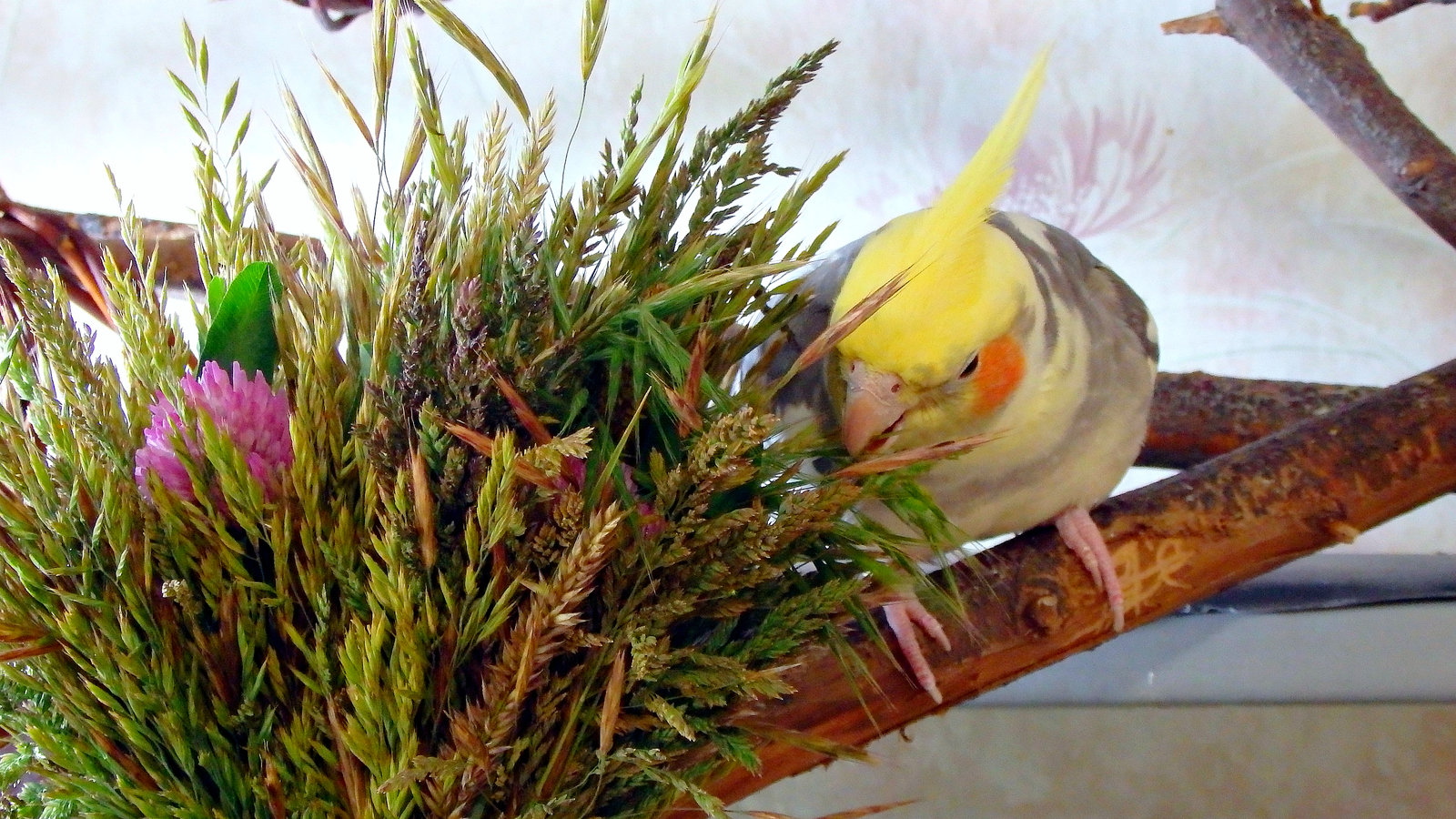 The season of greenery for birds continues. - My, Birds, A parrot, Corella, , Sparrow, Longpost, Greenery, Nutrition