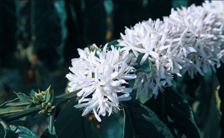 This is how coffee blooms. - Coffee, Flowers, Longpost, Bloom