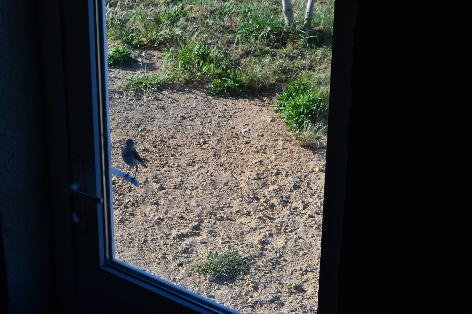 demanding bird - My, Birds, Morning, Crimea, Heater