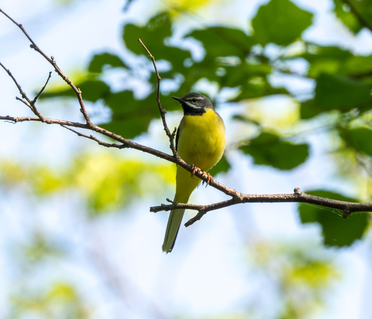 Walk in the Valley of the Atlantis - My, Birds, Photo hunting, Hike, Tourism, Kekkury, , Redstart, Chipmunk, Longpost