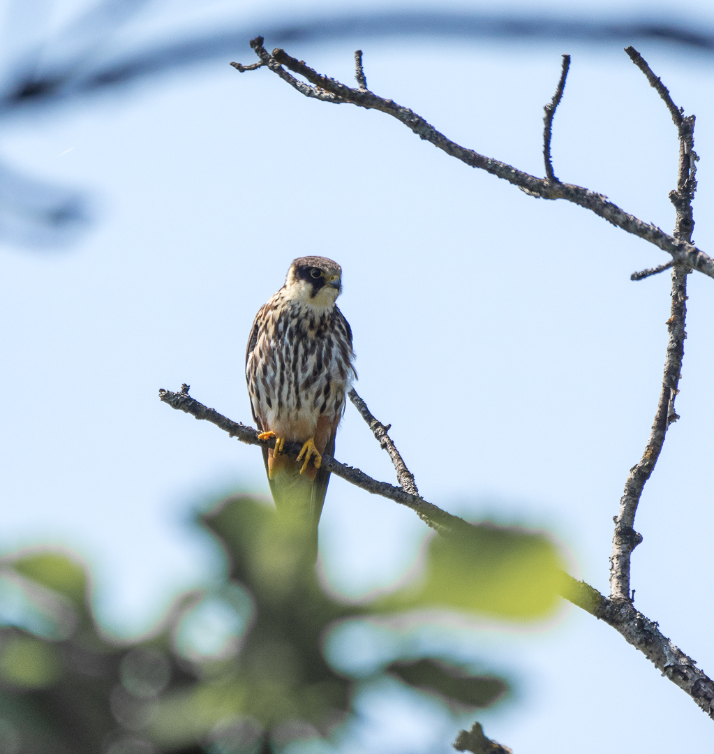 Walk in the Valley of the Atlantis - My, Birds, Photo hunting, Hike, Tourism, Kekkury, , Redstart, Chipmunk, Longpost