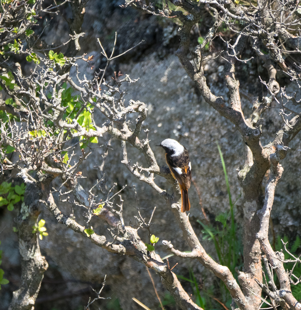 Walk in the Valley of the Atlantis - My, Birds, Photo hunting, Hike, Tourism, Kekkury, , Redstart, Chipmunk, Longpost