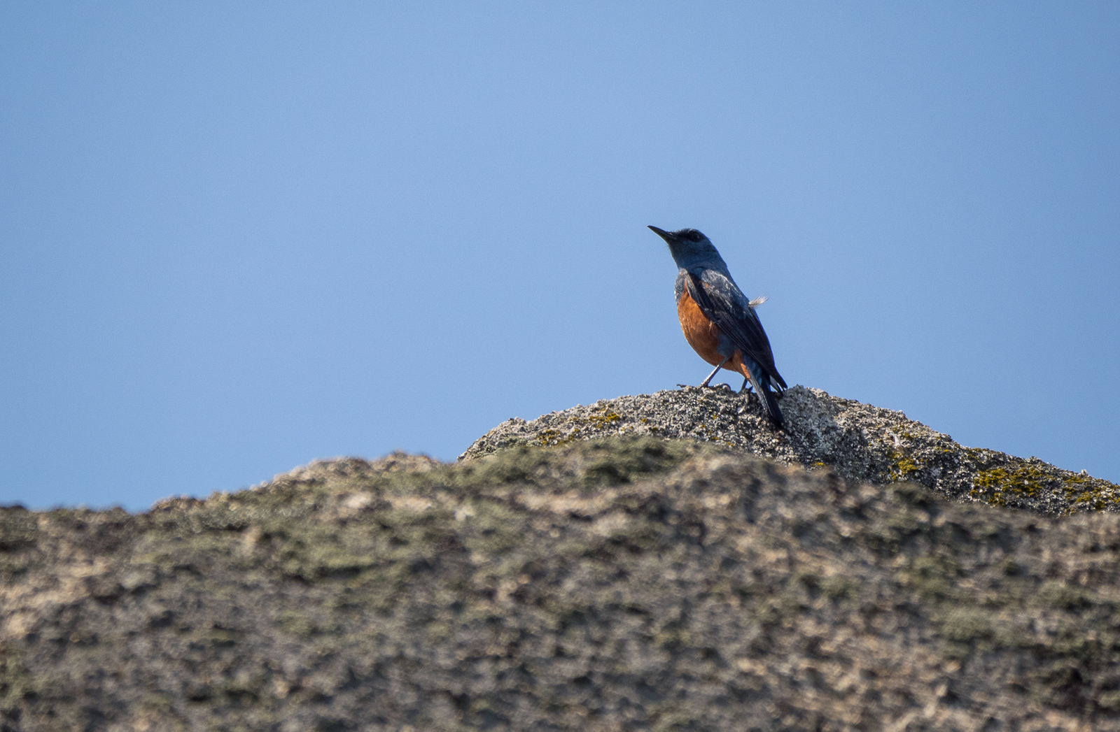 Walk in the Valley of the Atlantis - My, Birds, Photo hunting, Hike, Tourism, Kekkury, , Redstart, Chipmunk, Longpost