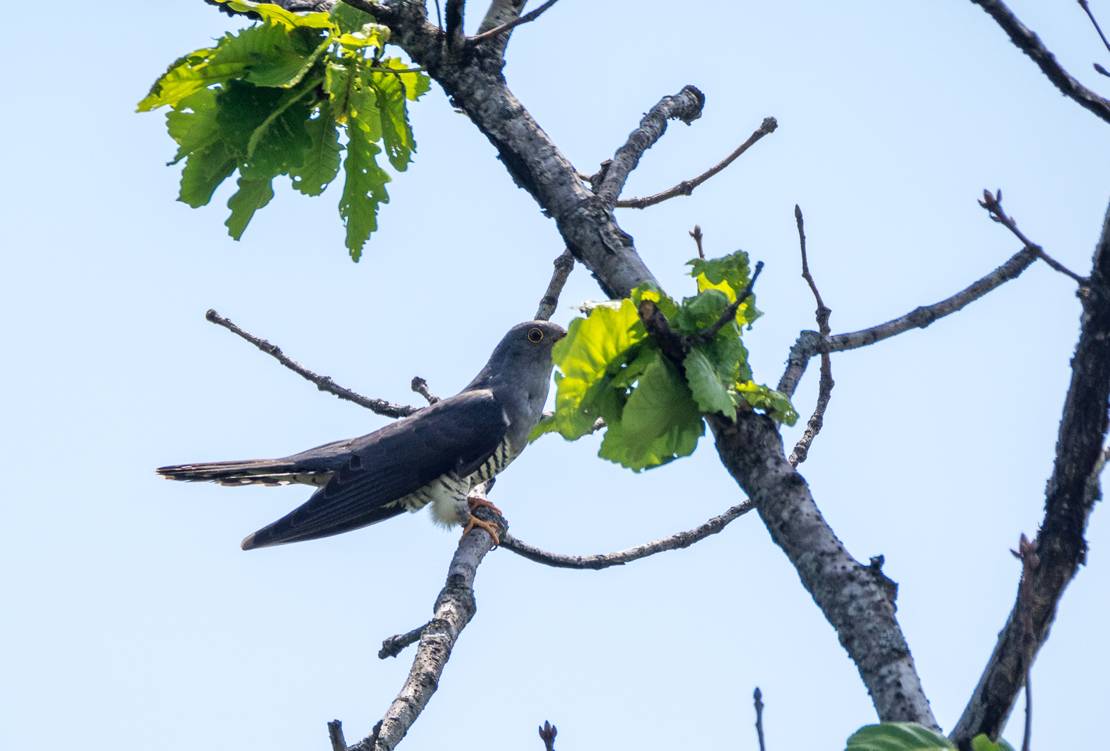 Walk in the Valley of the Atlantis - My, Birds, Photo hunting, Hike, Tourism, Kekkury, , Redstart, Chipmunk, Longpost