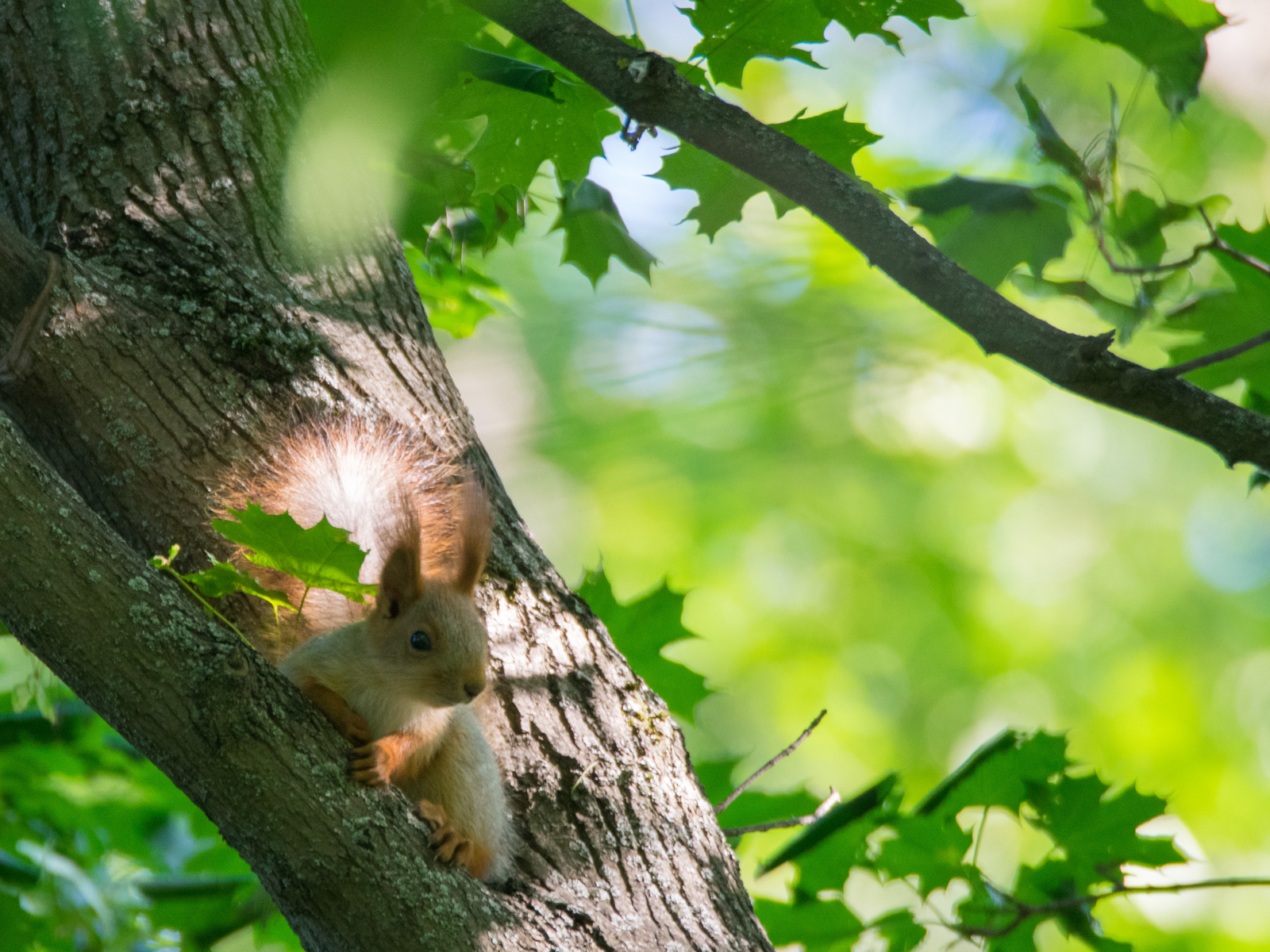 protein post - My, The photo, Photo hunting, Animals, Wild animals, Squirrel, Forest, Rostov-on-Don, Longpost