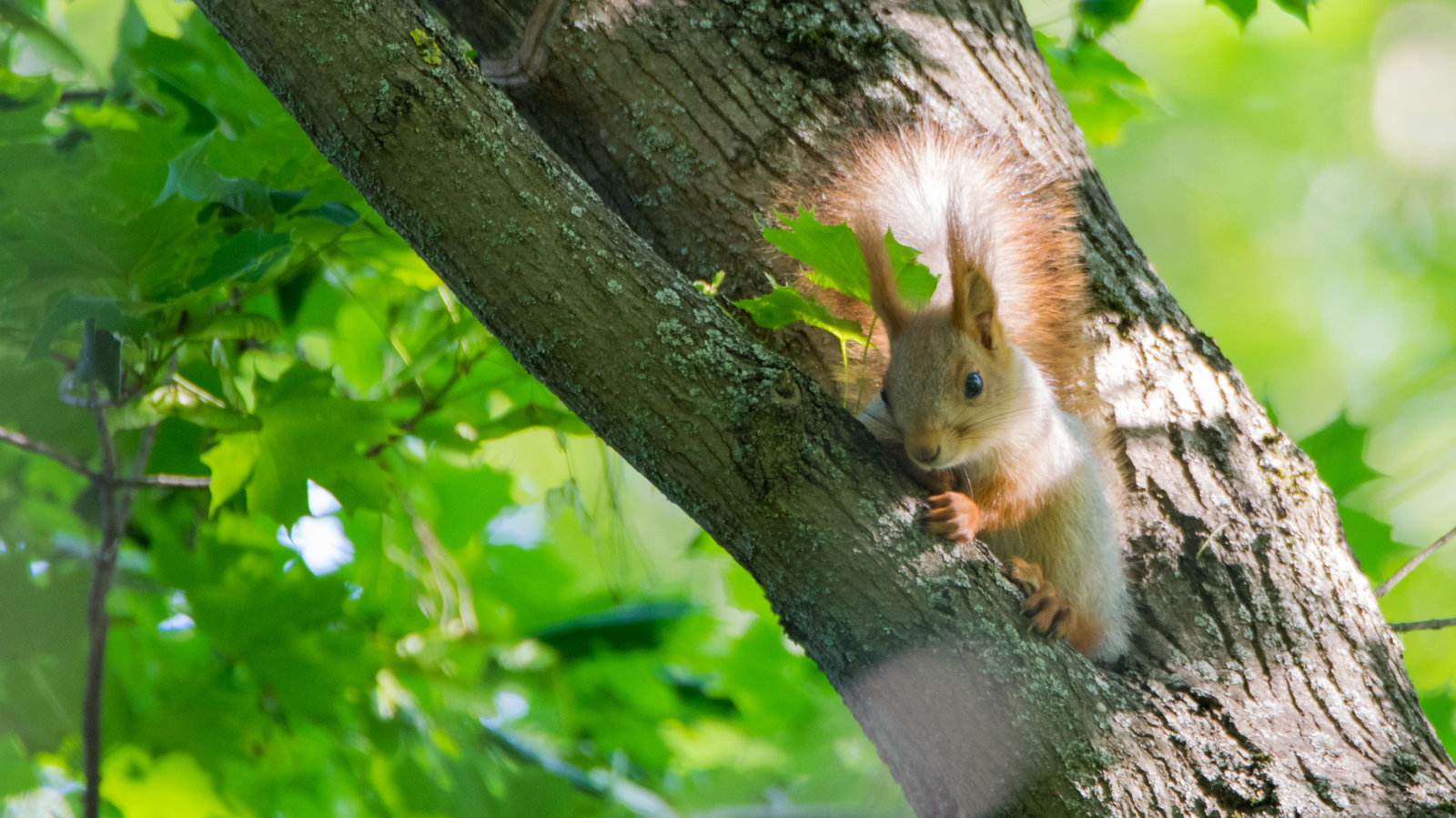 protein post - My, The photo, Photo hunting, Animals, Wild animals, Squirrel, Forest, Rostov-on-Don, Longpost