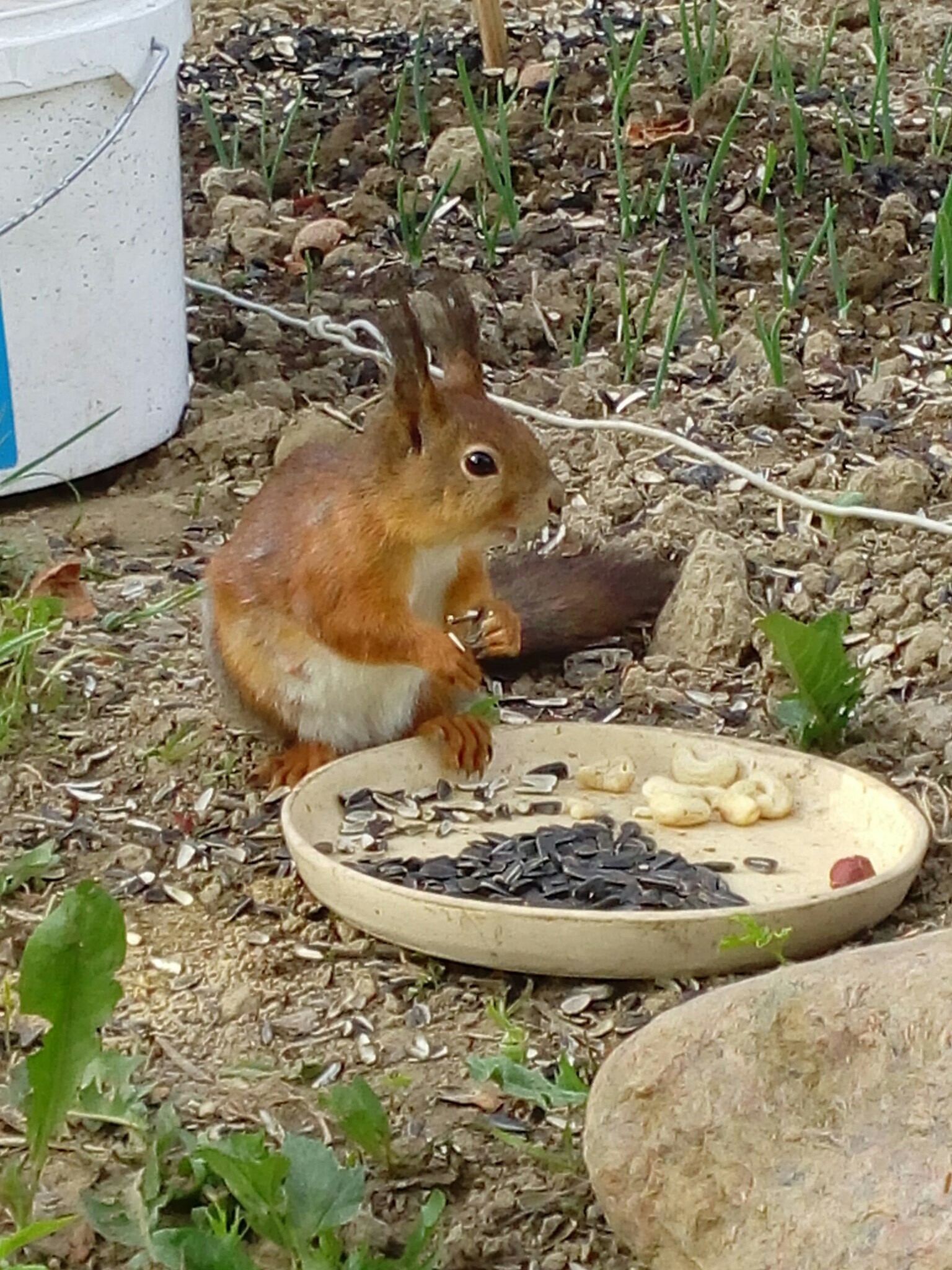 Every day at the same time, a squirrel comes to my mother. - My, Squirrel, Nature, forest dwellers, Fluffy, Longpost