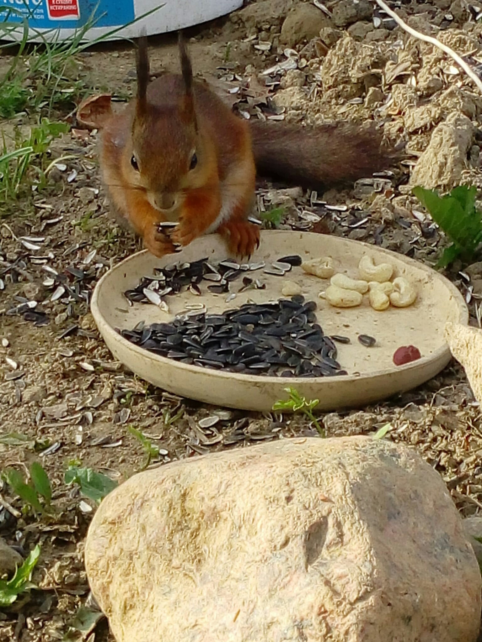 Every day at the same time, a squirrel comes to my mother. - My, Squirrel, Nature, forest dwellers, Fluffy, Longpost