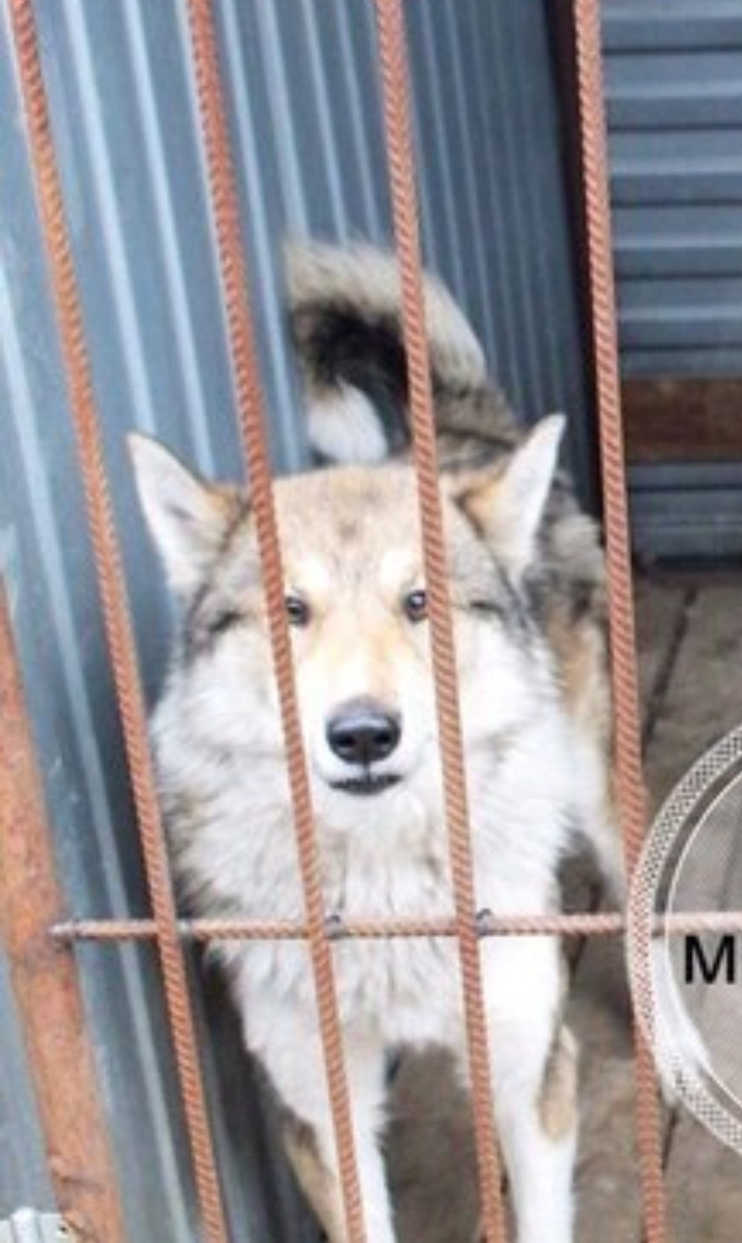 This post is just out of desperation. - Surgut, Catching, Help, , Longpost, Helping animals