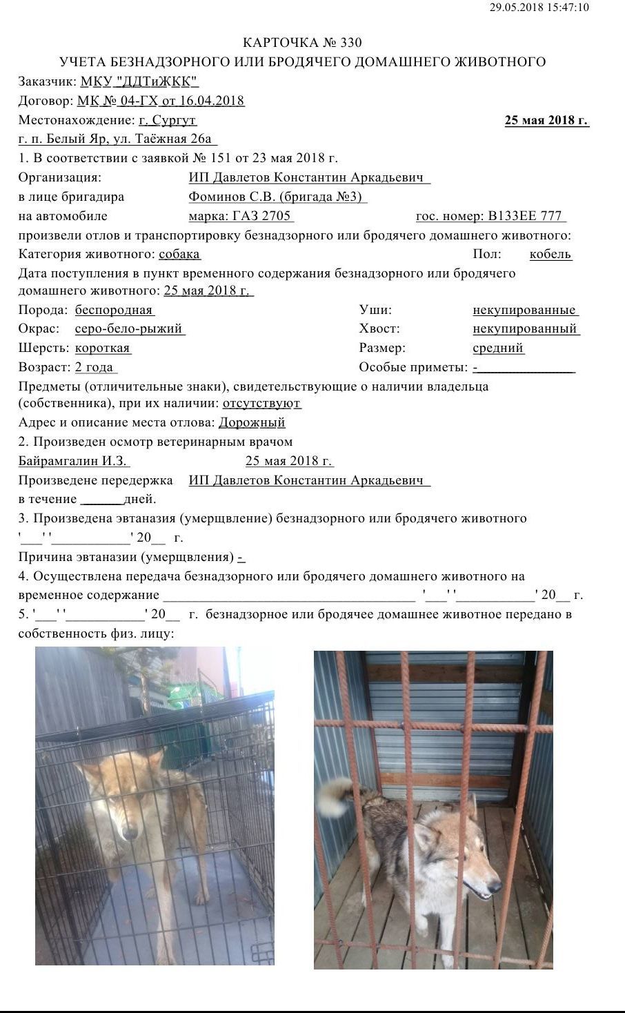 This post is just out of desperation. - Surgut, Catching, Help, , Longpost, Helping animals