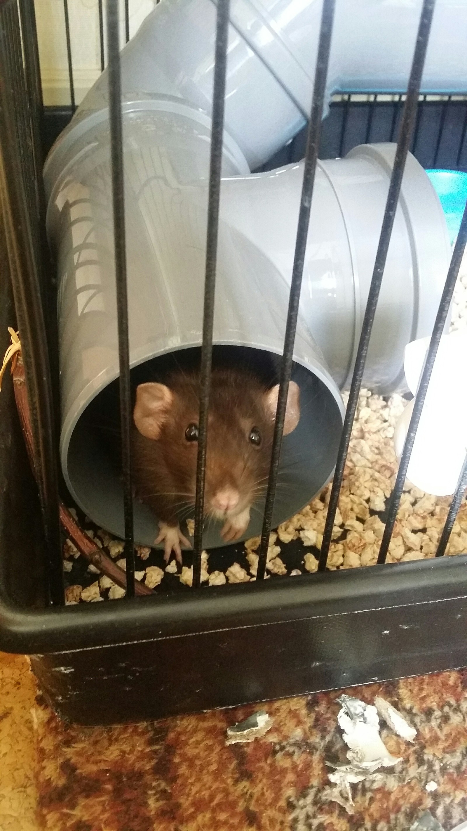 Here are some more rats - My, Rat, Decorative rats, Pet, , Longpost, Pets