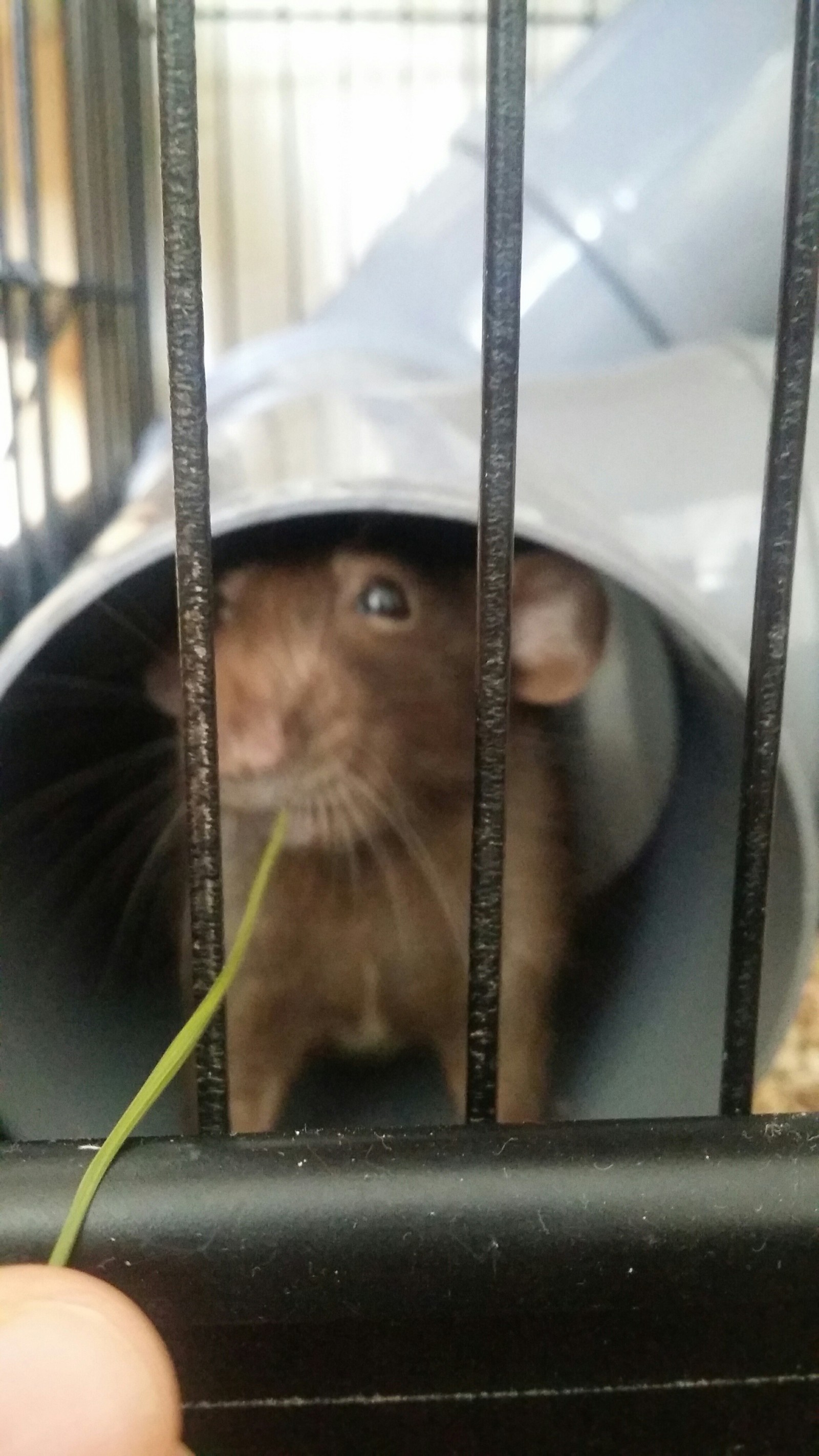 Here are some more rats - My, Rat, Decorative rats, Pet, , Longpost, Pets