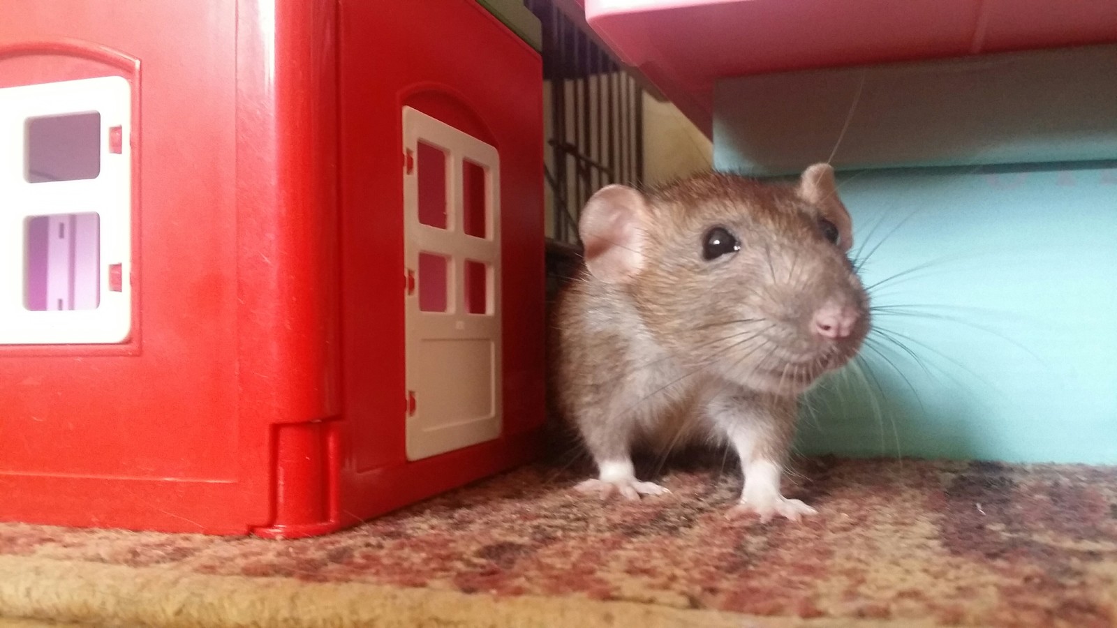 Here are some more rats - My, Rat, Decorative rats, Pet, , Longpost, Pets