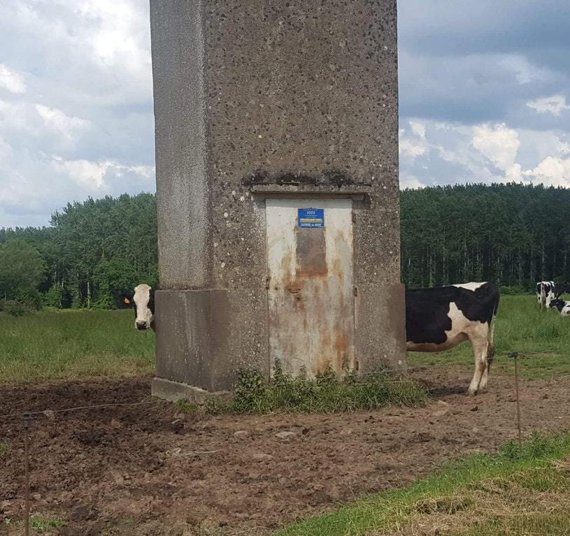 Portal - Portal, Cow, The photo