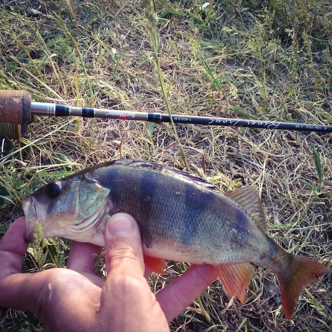 Street fishing in Minsk - My, Fishing, Street phishing, , Perch, , Longpost