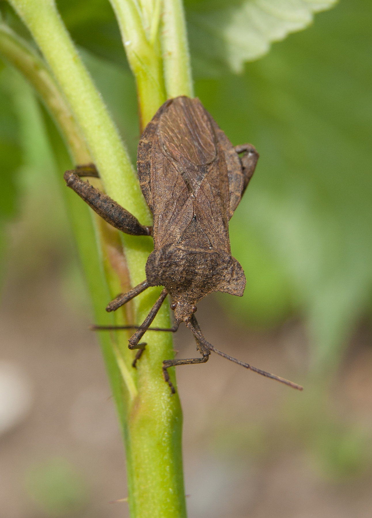 Summer has come! - My, Summer, Insects, Bees, Nature, Beginning photographer, I want criticism, Longpost