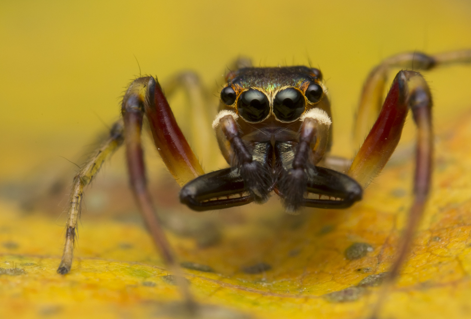 Паук попрыгунчик макро - Паук, Арахнофобия, Попрыгунчик, Salticidae, Длиннопост