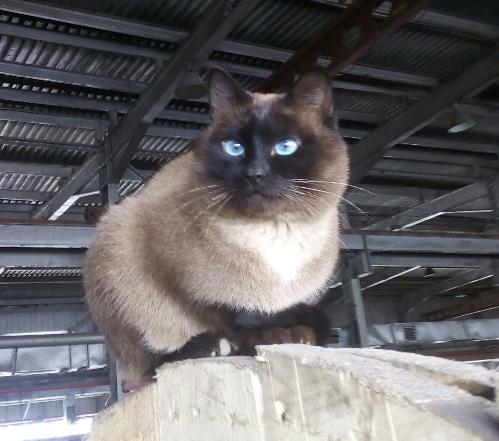 I met such a handsome man in the warehouse today. - My, cat, Fluffy