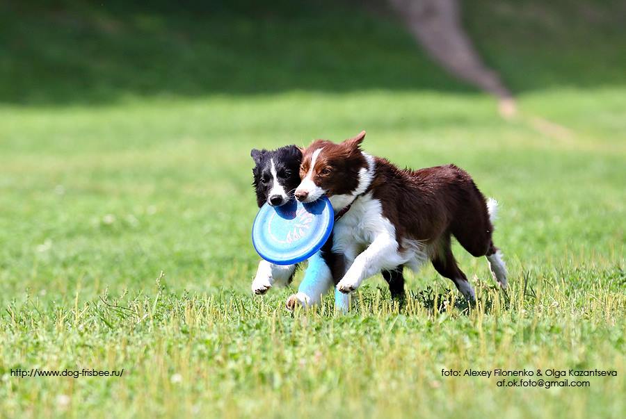 It's all a Border Collie! - My, Border Collie, Dog, , , Longpost