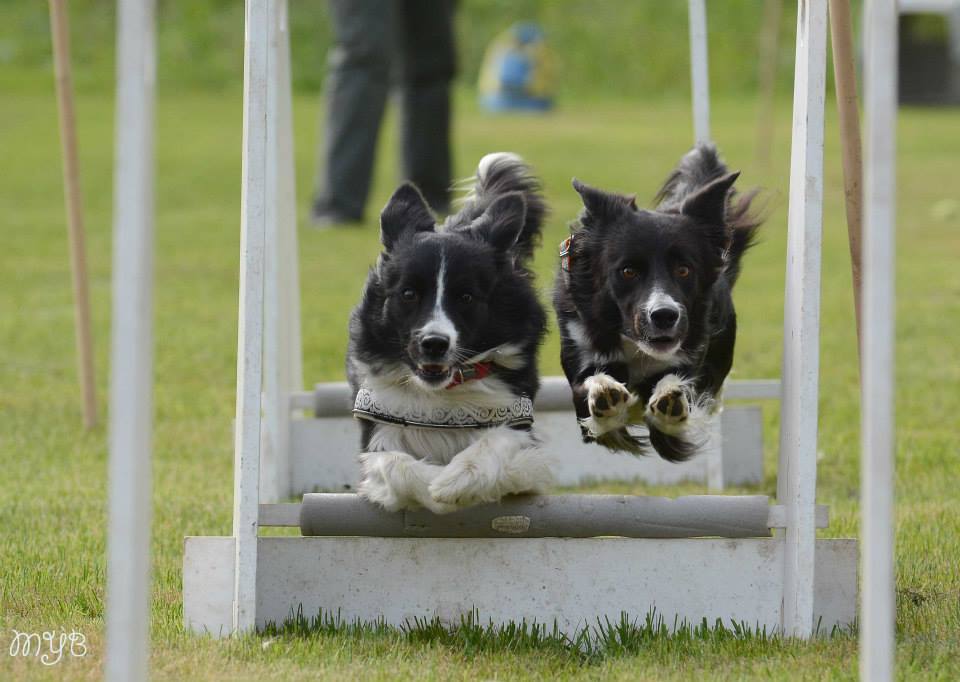 It's all a Border Collie! - My, Border Collie, Dog, , , Longpost