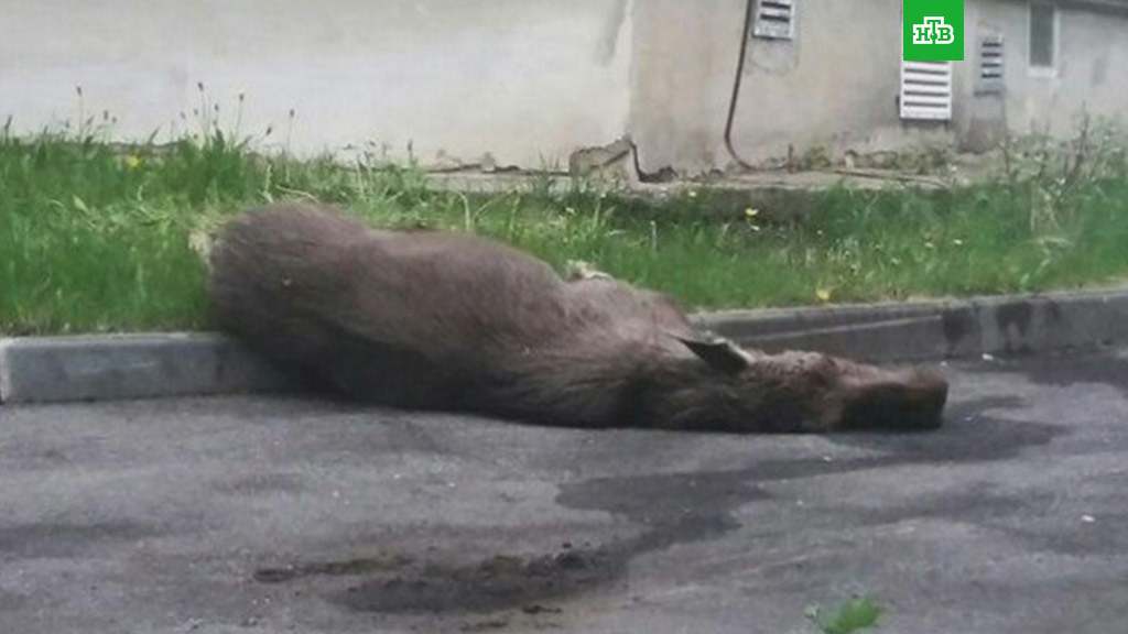 Elk wandered into Perm and died of fear - Elk, Permian, news, It's a pity, A pity