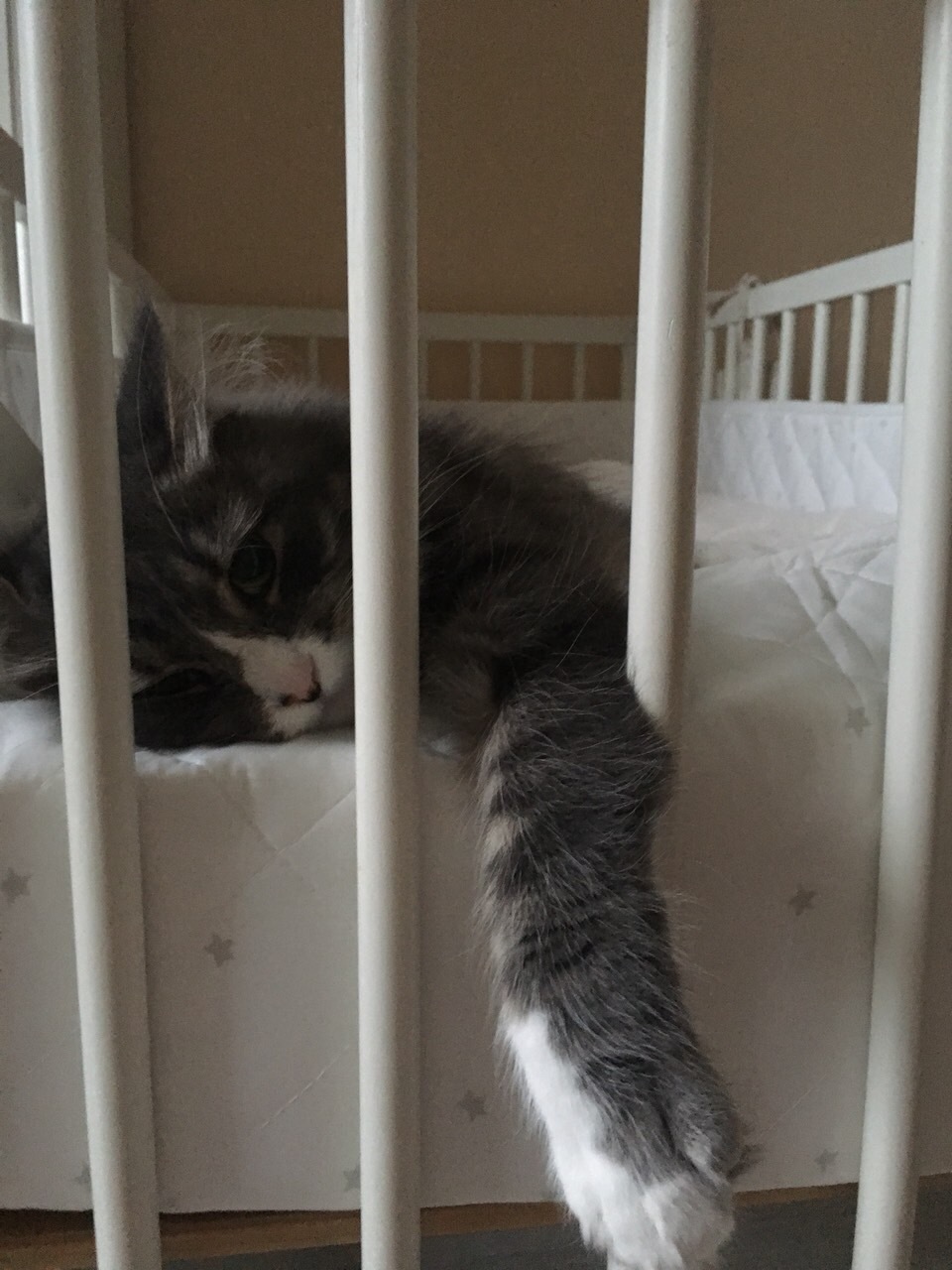 Lying behind bars in a damp dungeon .... - My, cat, Prisoners