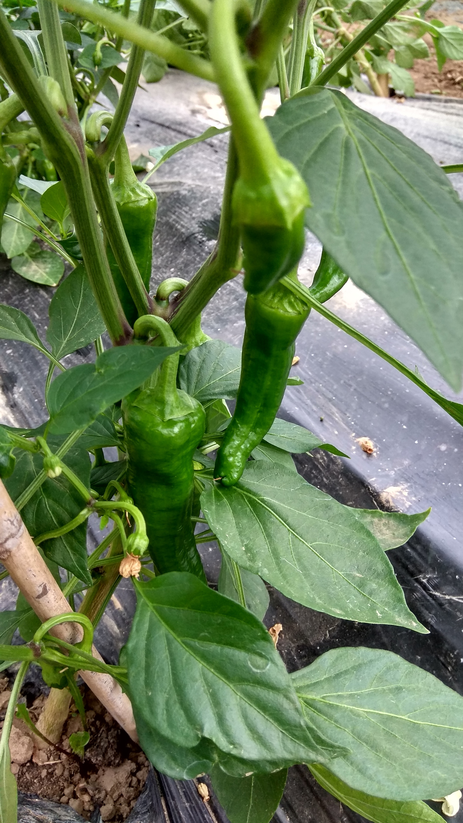 Vegetables in a greenhouse - Garden, Greenhouse, Vegetables, Italy, Pepper, Tomatoes, Eggplant, Longpost