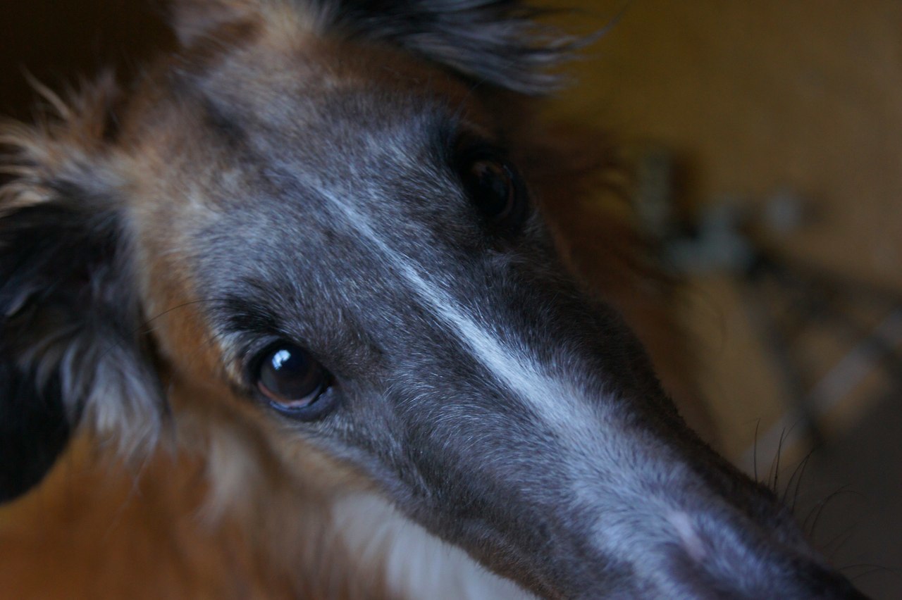 Tailed portrait photography - My, Animals, Dog, The photo, Longpost