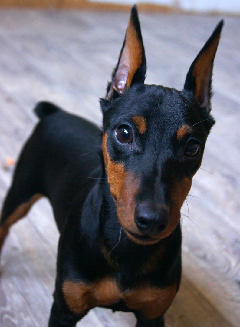 Tailed portrait photography - My, Animals, Dog, The photo, Longpost