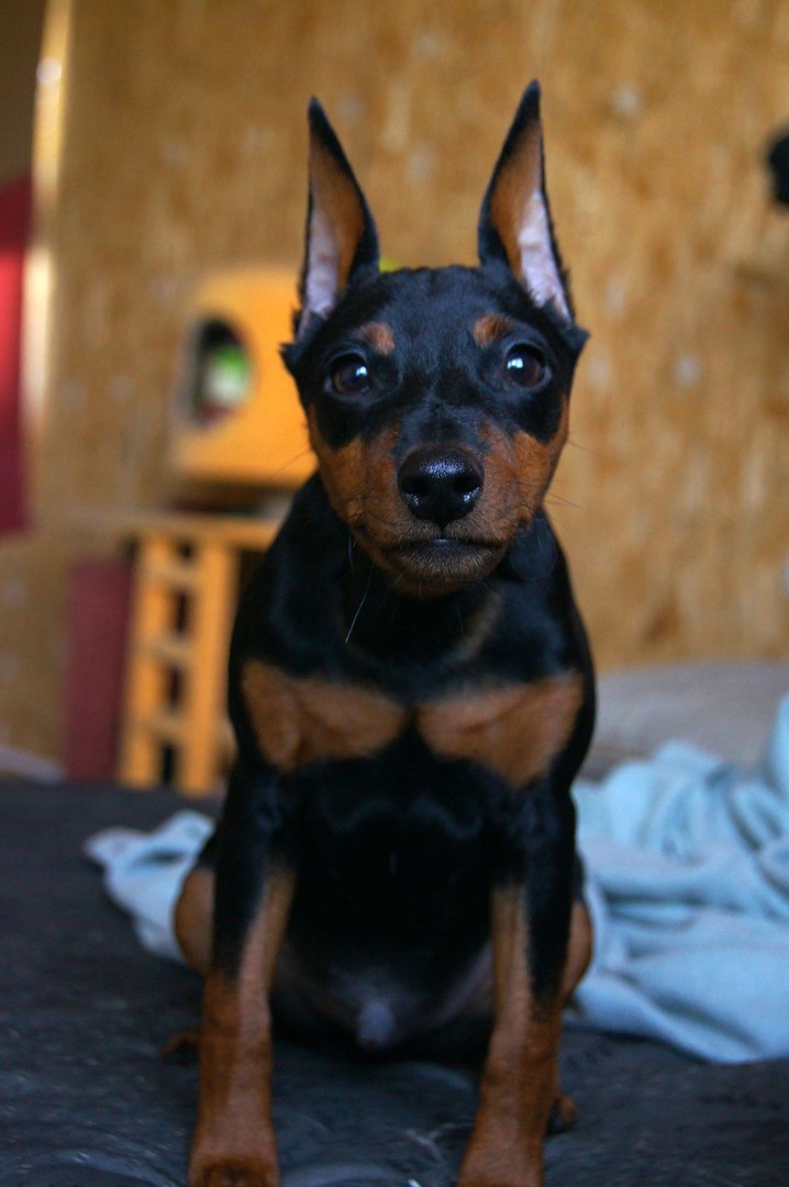 Tailed portrait photography - My, Animals, Dog, The photo, Longpost