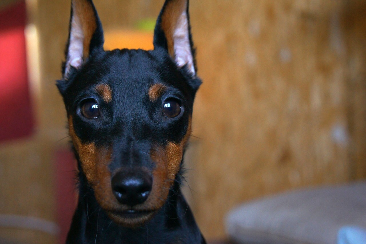 Tailed portrait photography - My, Animals, Dog, The photo, Longpost