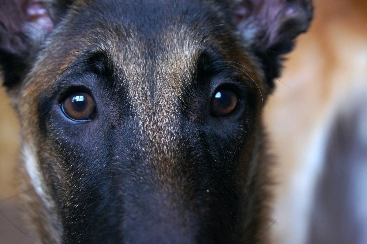 Tailed portrait photography - My, Animals, Dog, The photo, Longpost