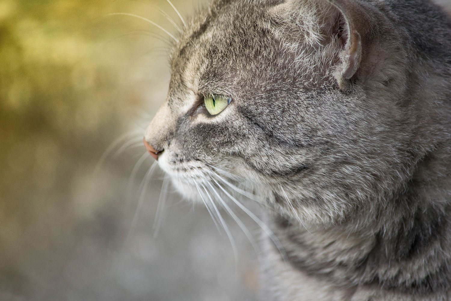 Kittens in our yard - My, cat, Catomafia, The photo, Longpost