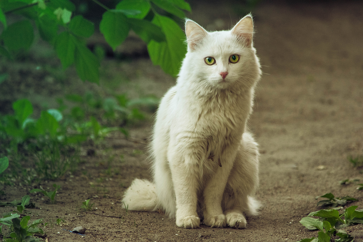 Kittens in our yard - My, cat, Catomafia, The photo, Longpost