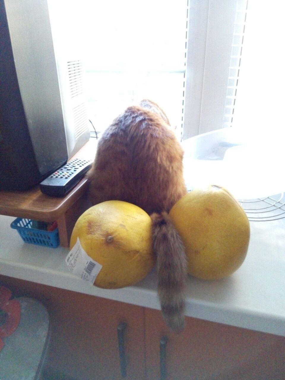 The cat expressed his opinion about exotic fruits - My, cat, Pomelo