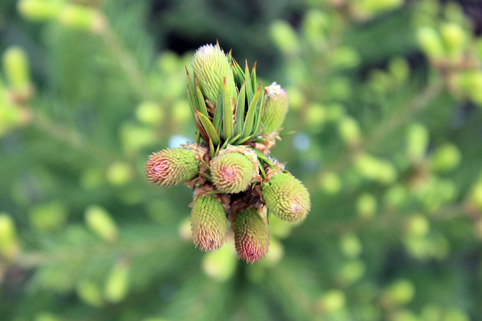 Coniferous photo. - My, Garden, Conifers, The photo, Canon, Yekaterinburg, Longpost