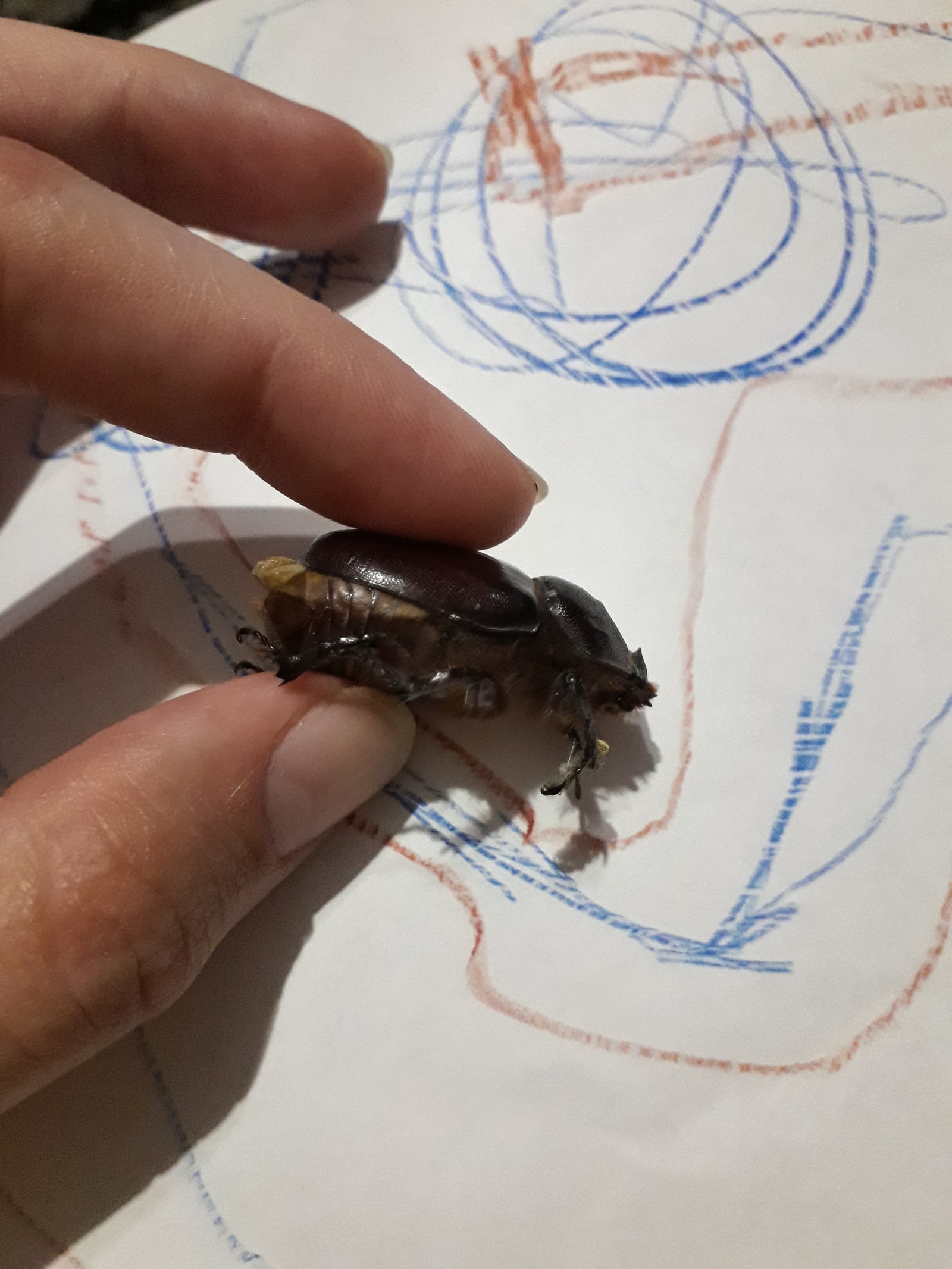 What kind of beetle? - My, Жуки, Entomology, Longpost, Who is this?, Question, Insects