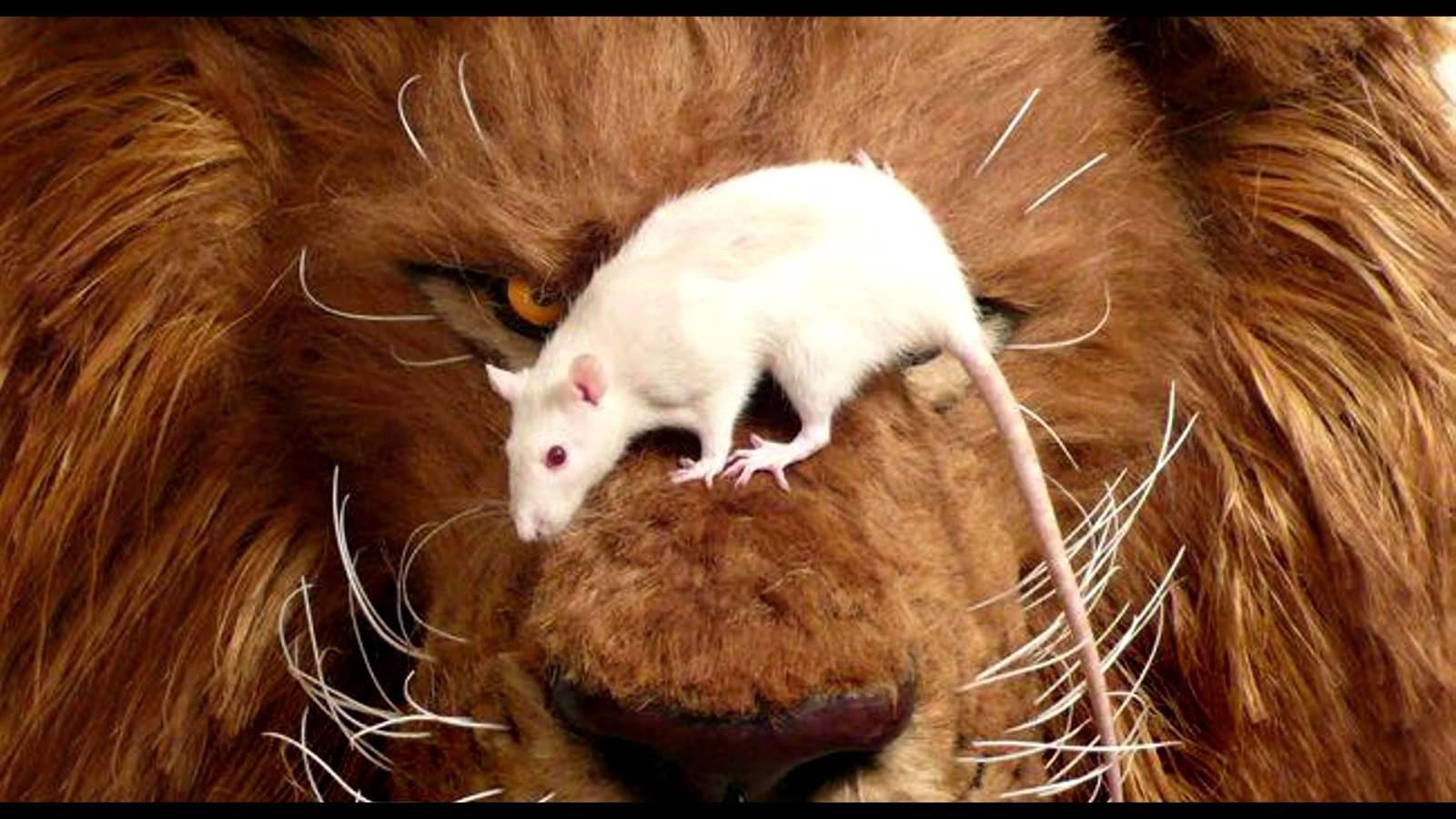 Лев и мышка