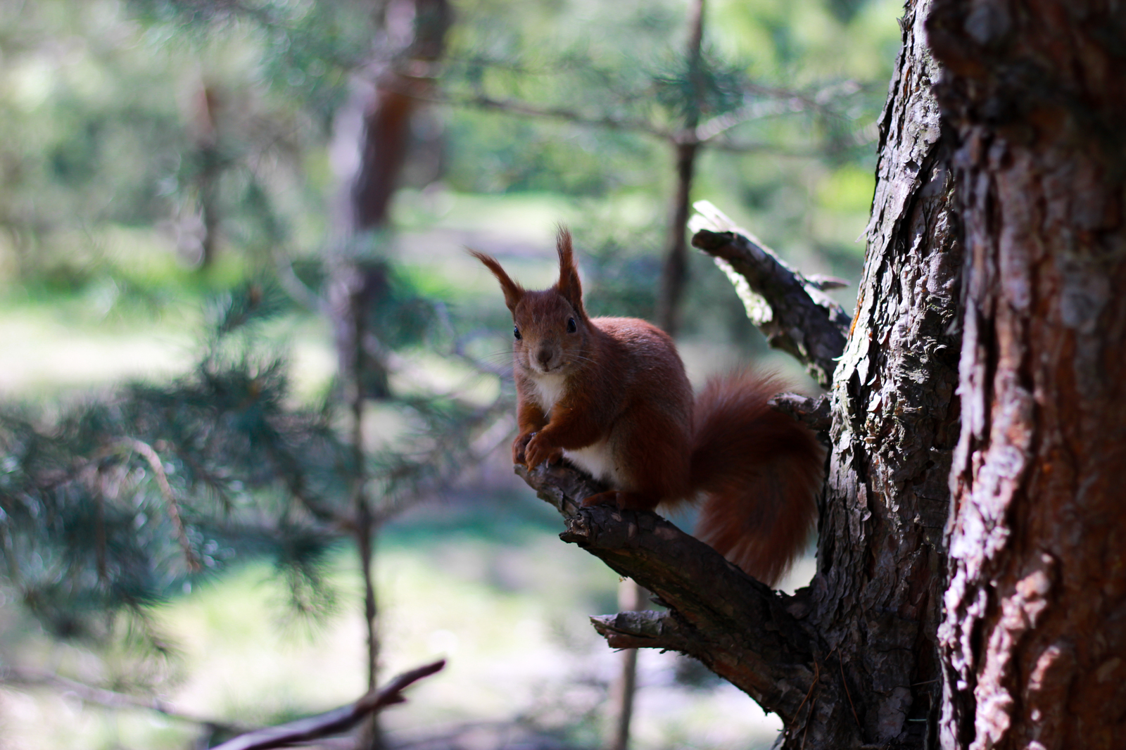 Squirrel - My, Beginning photographer, Squirrel, The photo